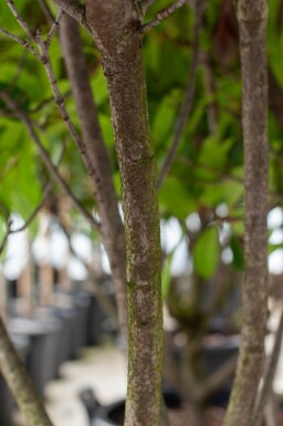 Photinia fraseri 'Red Robin' meerstammig 250-300