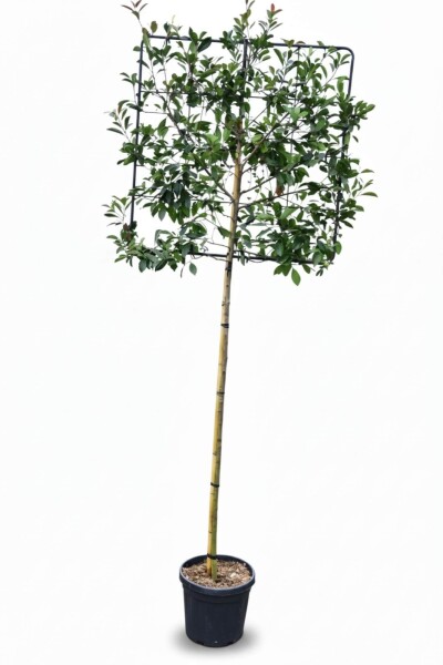 Photinia fraseri 'Red Robin' leiboom 8/10 190cm stam 150b x 120h