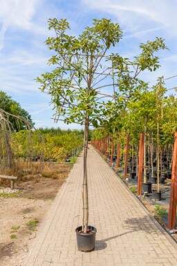 Photinia fraseri 'Red Robin' leiboom