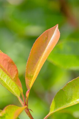 Photinia fraseri 'Red Robin' leiboom 8/10 190cm stam 150b x 120h