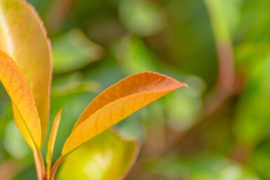 Photinia fraseri 'Red Robin' leiboom 8/10 190cm stam 150b x 120h