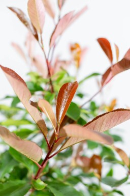 Photinia fraseri 'Red Robin' bolvorm