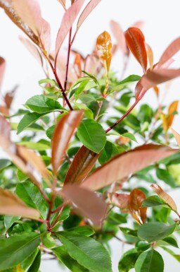 Photinia fraseri 'Red Robin' bolvorm 100cm stam