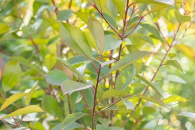 Photinia fraseri 'Red Robin' bolvorm 100cm stam