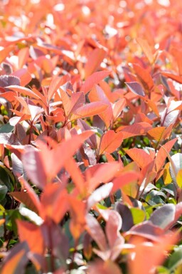 Photinia fraseri 'Red Robin' halfstam 120cm stam