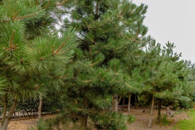 Pinus nigra subsp. nigra hoogstam