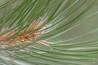 Pinus nigra subsp. nigra hoogstam 16/18