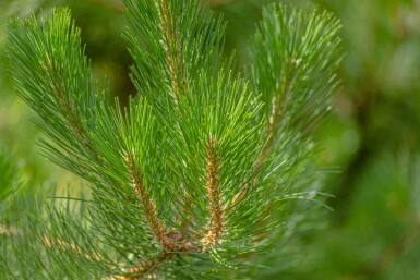 Pinus nigra subsp. nigra hoogstam 16/18