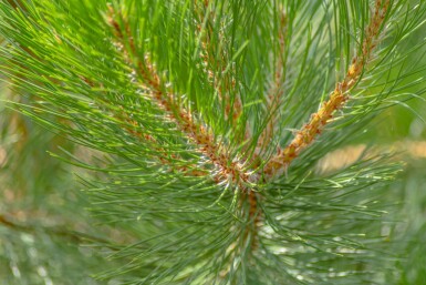 Pinus nigra subsp. nigra hoogstam 16/18