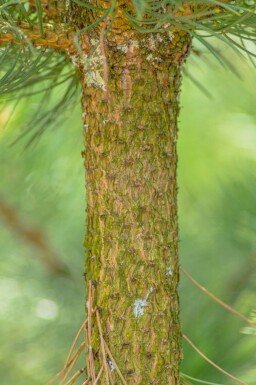Pinus nigra subsp. nigra hoogstam 16/18
