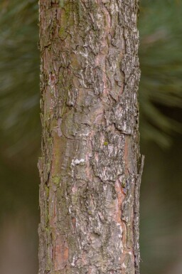 Pinus nigra subsp. nigra hoogstam 16/18