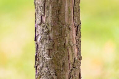 Pinus nigra subsp. nigra hoogstam 16/18