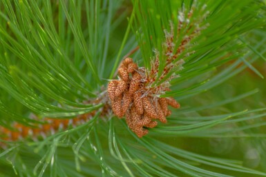 Pinus nigra subsp. nigra hoogstam 16/18