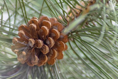Pinus nigra subsp. nigra hoogstam 16/18