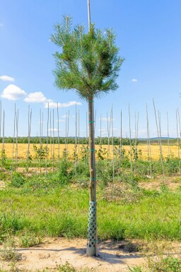 Pinus sylvestris hoogstam