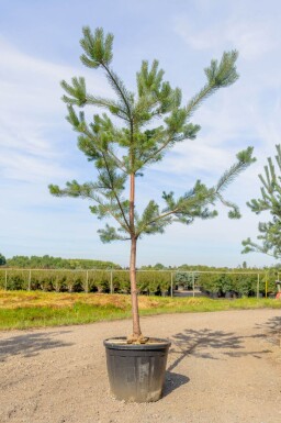 Pinus sylvestris hoogstam