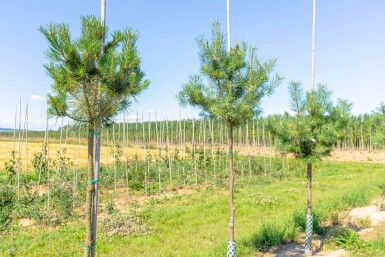 Pinus sylvestris hoogstam 16/18