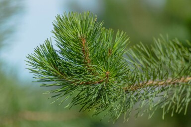 Pinus sylvestris hoogstam 16/18