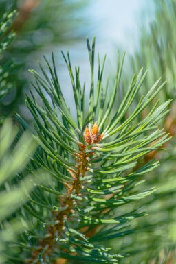 Pinus sylvestris hoogstam 16/18