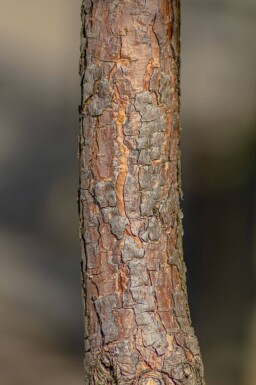 Pinus sylvestris hoogstam 16/18