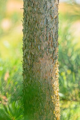 Pinus sylvestris hoogstam 16/18