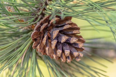 Pinus sylvestris hoogstam 16/18