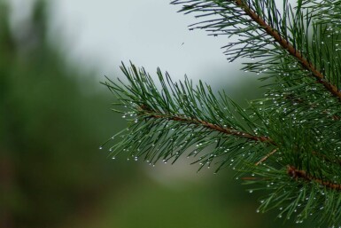 Pinus sylvestris meerstammig