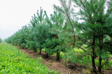 Pinus sylvestris meerstammig 250-300