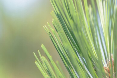 Pinus sylvestris meerstammig 250-300