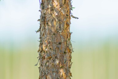 Pinus sylvestris meerstammig 250-300