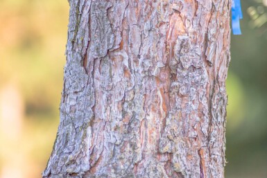 Pinus sylvestris meerstammig 250-300