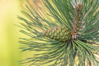 Pinus sylvestris meerstammig 250-300
