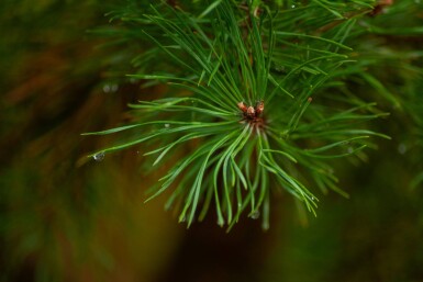 Pinus sylvestris meerstammig 250-300