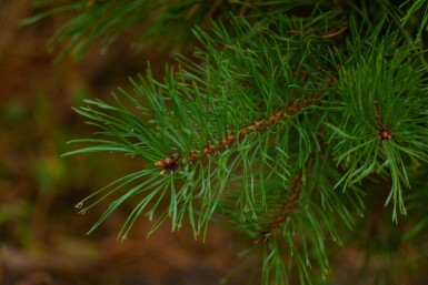 Pinus sylvestris meerstammig 250-300