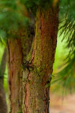 Pinus sylvestris meerstammig 250-300