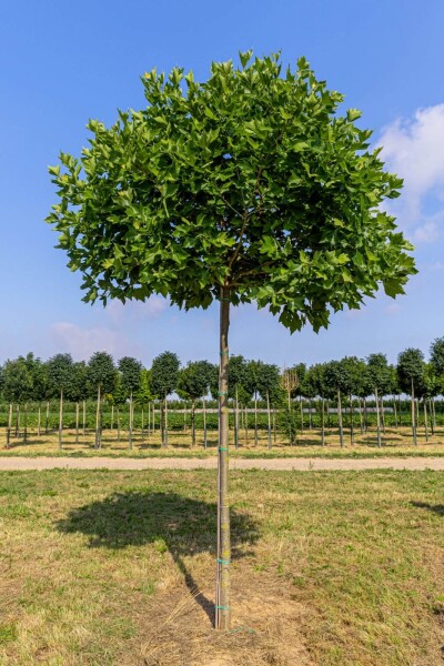 Platanus x hispanica 'Alphen's Globe' hoogstam 10/12 225cm stam