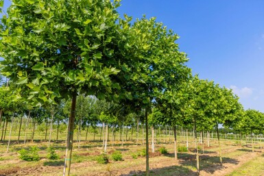 Platanus x hispanica 'Alphen's Globe' hoogstam 10/12 225cm stam