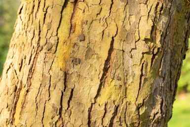 Platanus x hispanica 'Alphen's Globe' hoogstam 10/12 225cm stam