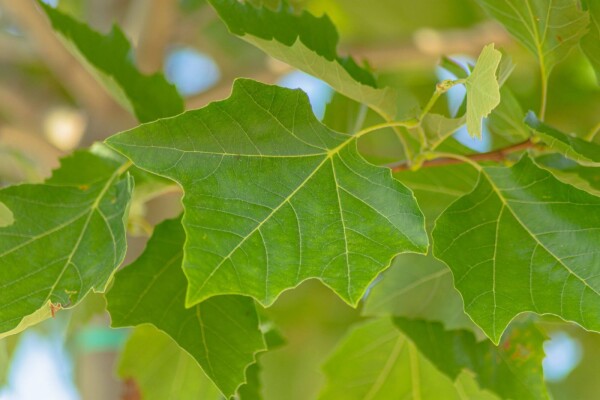 Platanus x hispanica 'Alphen's Globe' bolvorm 8/10 180cm stam