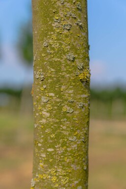 Platanus x hispanica 'Alphen's Globe' bolvorm