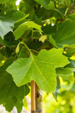 Platanus x hispanica 'Alphen's Globe' bolvorm 8/10 180cm stam