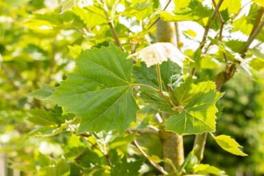Platanus x hispanica 'Alphen's Globe' bolvorm 8/10 180cm stam