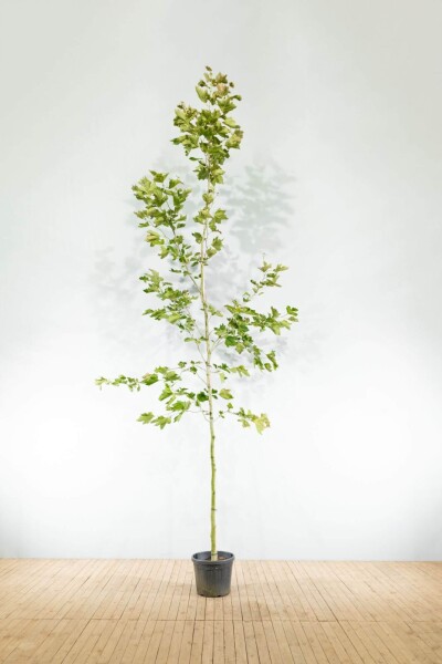 Platanus x hispanica hoogstam 8/10