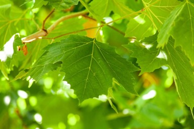 Platanus x hispanica hoogstam