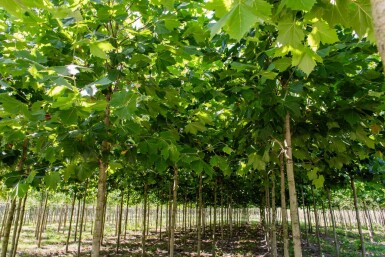 Platanus x hispanica hoogstam 8/10