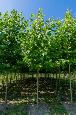 Platanus x hispanica hoogstam 8/10