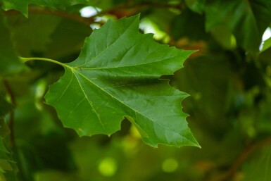 Platanus x hispanica hoogstam 8/10