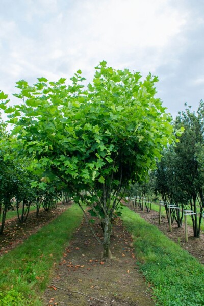 Platanus x hispanica meerstammig 400-450