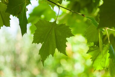 Platanus x hispanica meerstammig