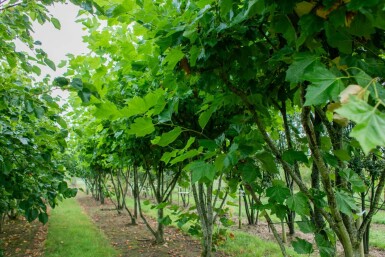 Platanus x hispanica meerstammig 400-450
